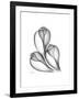 Fig Shells Xray 1-Albert Koetsier-Framed Premium Giclee Print