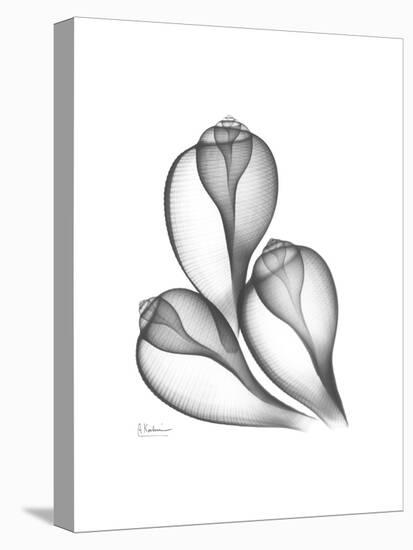 Fig Shells Xray 1-Albert Koetsier-Stretched Canvas