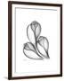 Fig Shells Xray 1-Albert Koetsier-Framed Premium Giclee Print