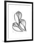 Fig Shells Xray 1-Albert Koetsier-Framed Premium Giclee Print