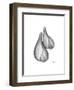 Fig Shells Xray 2-Albert Koetsier-Framed Art Print