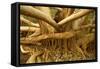 Fig Tree Roots-null-Framed Stretched Canvas