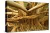 Fig Tree Roots-null-Stretched Canvas