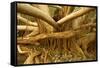 Fig Tree Roots-null-Framed Stretched Canvas