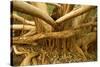 Fig Tree Roots-null-Stretched Canvas