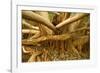 Fig Tree Roots-null-Framed Photographic Print