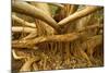 Fig Tree Roots-null-Mounted Photographic Print