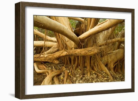 Fig Tree Roots-null-Framed Photographic Print