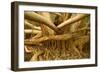 Fig Tree Roots-null-Framed Photographic Print