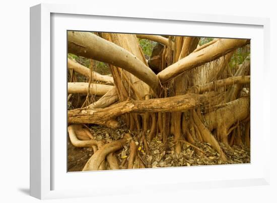 Fig Tree Roots-null-Framed Photographic Print