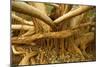 Fig Tree Roots-null-Mounted Photographic Print