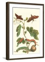 Fig Tree with Fig Sphinx-Maria Sibylla Merian-Framed Art Print