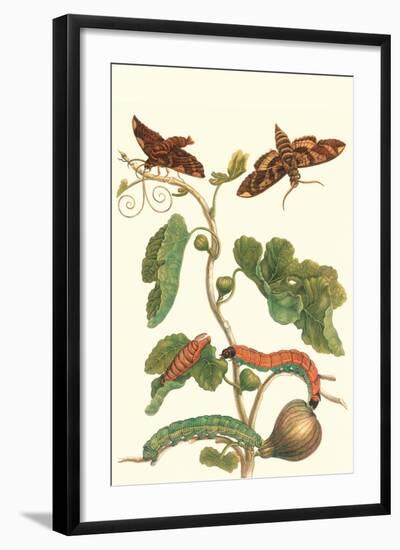 Fig Tree with Fig Sphinx-Maria Sibylla Merian-Framed Art Print