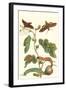 Fig Tree with Fig Sphinx-Maria Sibylla Merian-Framed Art Print