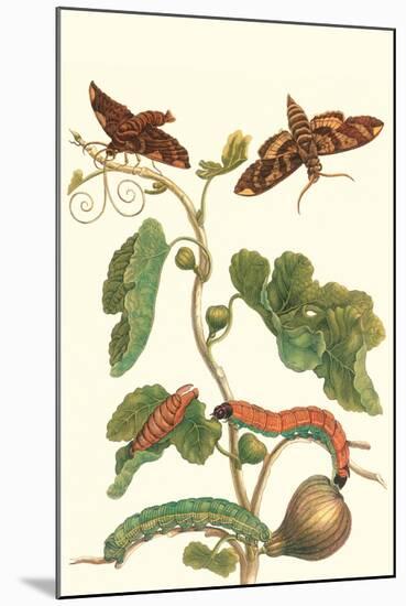 Fig Tree with Fig Sphinx-Maria Sibylla Merian-Mounted Art Print