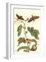 Fig Tree with Fig Sphinx-Maria Sibylla Merian-Framed Art Print