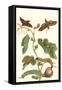 Fig Tree with Fig Sphinx-Maria Sibylla Merian-Framed Stretched Canvas