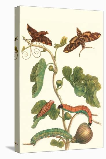 Fig Tree with Fig Sphinx-Maria Sibylla Merian-Stretched Canvas