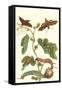 Fig Tree with Fig Sphinx-Maria Sibylla Merian-Framed Stretched Canvas