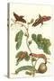 Fig Tree with Fig Sphinx-Maria Sibylla Merian-Stretched Canvas