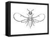 Fig Wasp, Agaonidae, Hymenoptera, Drawing-null-Framed Stretched Canvas
