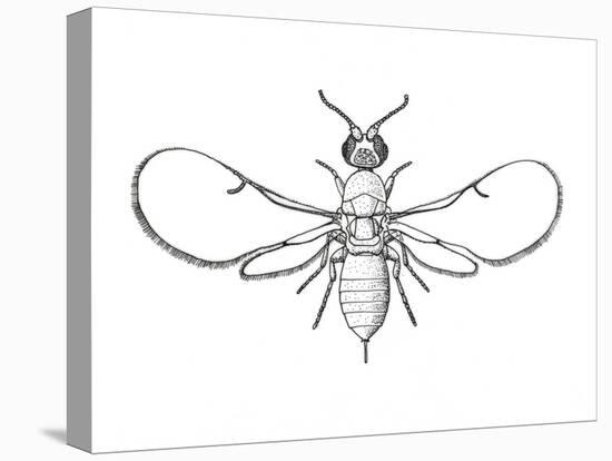 Fig Wasp, Agaonidae, Hymenoptera, Drawing-null-Stretched Canvas