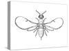 Fig Wasp, Agaonidae, Hymenoptera, Drawing-null-Stretched Canvas