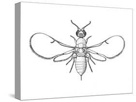 Fig Wasp, Agaonidae, Hymenoptera, Drawing-null-Stretched Canvas