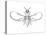 Fig Wasp, Agaonidae, Hymenoptera, Drawing-null-Stretched Canvas