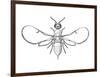 Fig Wasp, Agaonidae, Hymenoptera, Drawing-null-Framed Giclee Print