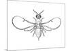 Fig Wasp, Agaonidae, Hymenoptera, Drawing-null-Mounted Giclee Print