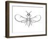 Fig Wasp, Agaonidae, Hymenoptera, Drawing-null-Framed Giclee Print