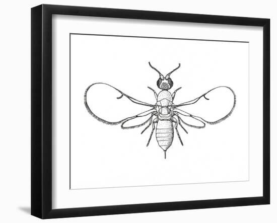 Fig Wasp, Agaonidae, Hymenoptera, Drawing-null-Framed Giclee Print