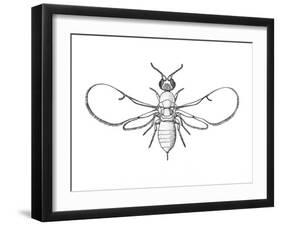 Fig Wasp, Agaonidae, Hymenoptera, Drawing-null-Framed Giclee Print