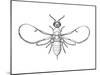 Fig Wasp, Agaonidae, Hymenoptera, Drawing-null-Mounted Giclee Print