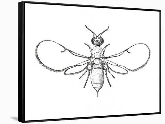 Fig Wasp, Agaonidae, Hymenoptera, Drawing-null-Framed Stretched Canvas