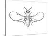 Fig Wasp, Agaonidae, Hymenoptera, Drawing-null-Stretched Canvas