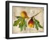 Fig-Kate Ward Thacker-Framed Giclee Print