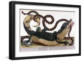Fight between a Crocodile and a Snake - in “” General History of Insects of Surinam and of All Euro-Maria Sibylla Graff Merian-Framed Giclee Print
