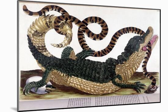 Fight between a Crocodile and a Snake - in “” General History of Insects of Surinam and of All Euro-Maria Sibylla Graff Merian-Mounted Giclee Print