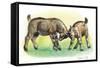 Fight Between Baby Goats or Kids (Capra Hircus)-null-Framed Stretched Canvas