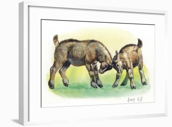 Fight Between Baby Goats or Kids (Capra Hircus)-null-Framed Giclee Print