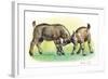 Fight Between Baby Goats or Kids (Capra Hircus)-null-Framed Giclee Print