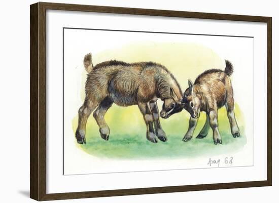 Fight Between Baby Goats or Kids (Capra Hircus)-null-Framed Giclee Print