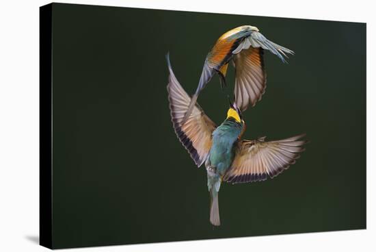 Fight Between Rainbows-Marco Redaelli-Stretched Canvas