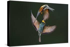 Fight Between Rainbows-Marco Redaelli-Stretched Canvas