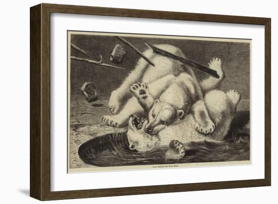 Fight Between Two Polar Bears-null-Framed Giclee Print