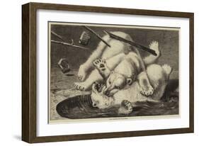 Fight Between Two Polar Bears-null-Framed Giclee Print