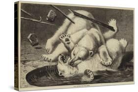 Fight Between Two Polar Bears-null-Stretched Canvas