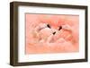 Fight of American Flamingos, Phoenicopterus Rubernice, Pink Big Birds, Dancing in the Water, Animal-Ondrej Prosicky-Framed Photographic Print